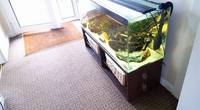 4 Foot tank, stand, tons of accessories £125