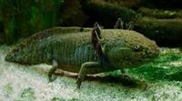 Axolotl For Sale We Deliver Golds Browns And Albinos Available