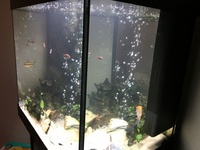 Juwel Lido 200 Aquarium (Black) plus Cabinet- £250