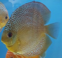 6 Discus for sale including 2 pairs