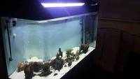 4 tropical fish tank FULL SETUP