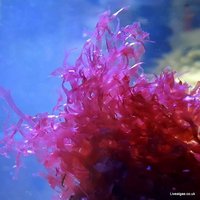 Macro Algae for the Marine Tank, Seahorse Aquarium and Nano-Tank. Caulerpa species, ochtodes, Chaeto