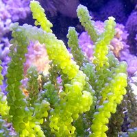 Macro Algae for the Marine Tank, Seahorse Aquarium and Nano-Tank. Caulerpa species, ochtodes, Chaeto