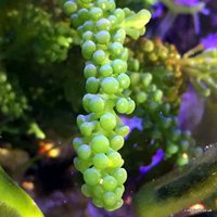 Macro Algae for the Marine Tank, Seahorse Aquarium and Nano-Tank. Caulerpa species, ochtodes, Chaeto