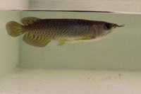 Green Arowana