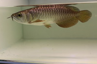 BLUE BASE CROSSBACK ASIAN AROWANA