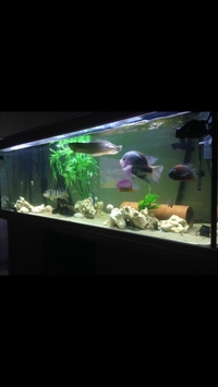 700 litre aqua one