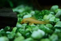 Homebred Baby Golden Bristlenose Pleco