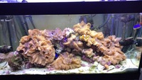 Various sized Marine Cabbage Coral frags/corals