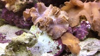 Various sized Marine Cabbage Coral frags/corals