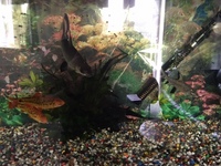 Aquarium and Fish for Sales COLLECTION ONLY