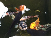 Koi carps and Pond Equipment