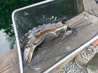 4 Sturgeons for sale