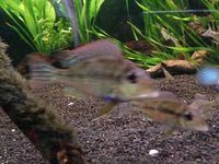 Geophagus Tapajos(South American Cichlid) 1-3 inches 4for £15