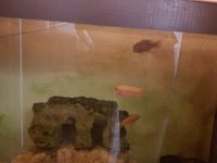 Home wanted for Melanochromis Interruptus and Iodotropheus Sprengarae