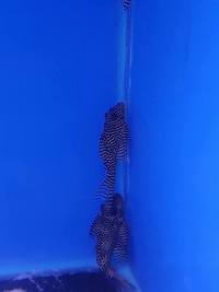 L260 Queen Arabesque Pleco