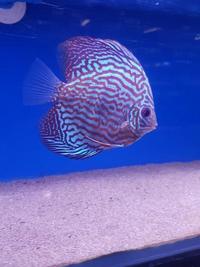 Assorted Discus