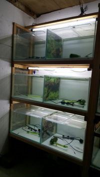 RACK OF TANKS x2 COMPLETE BREEDING SETUP / FISH HOUSE PLUS EQUIPMENT