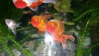 Orandas and trypod fish for sale