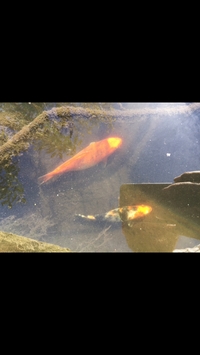 Koi carp for sale £200 for everything