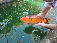 For sale - well established pond of koi and all accessories