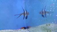 Marine fish Purple Tang powder blue goby