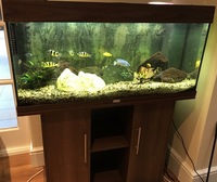 Juwel Rio 180 Tropical Aquarium Mature Full Setup with Cichlids and many extras