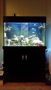 AquaReef 300 Black Complete set up - £300