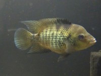 BEANI CICHLIDS