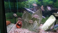 Salvini Cichlids for sale