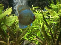 Discus x4 for sale
