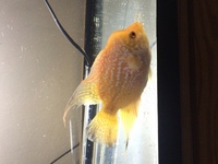 Golden base fader flowerhorn £40