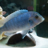 Malawi cichlids 4 large £20 4.5inch