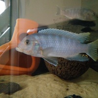 Malawi cichlids 4 large £20 4.5inch