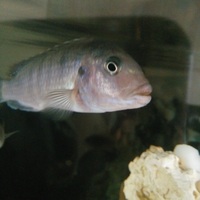 Malawi cichlids 4 large £20 4.5inch