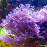 Macro Algae for the Marine Tank, Seahorse Aquarium and Nano-Tank. Beautiful as some Coral