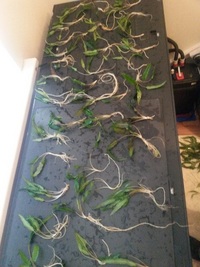Plants and Bogwood/ Rootwood for sale
