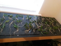 Plants and Bogwood/ Rootwood for sale