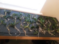 Plants and Bogwood/ Rootwood for sale