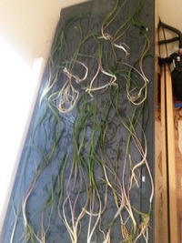 Plants and Bogwood/ Rootwood for sale