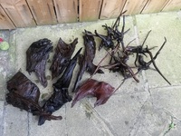 Plants and Bogwood/ Rootwood for sale