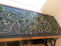 Plants and Bogwood/ Rootwood for sale