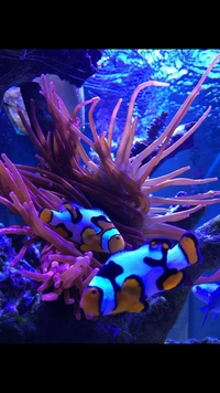 Grade A Picasso Clown fish pair