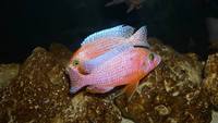 Wet Pets Solihull have yet again another fantastic offer of 20 Malawi Haps and Aulonacaras for sale. Please read post.