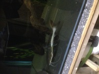 Red tail tiger shovelnose catfish 11 inches