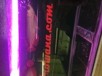 Pair of Super High Back Red Tail Golden Arowana