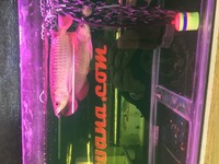 Pair of Super High Back Red Tail Golden Arowana