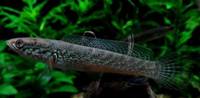 Channa stewartii special X6 Rare dwarf snakehead