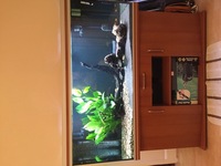 5ft aquarium fish tank, Rena 450 ltr, £500.