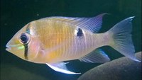 TA AQUATICS PLECOS, TETRAS, SA CICHLIDS, CORYS + MORE